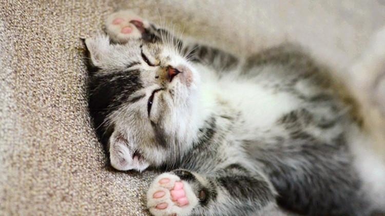 你家猫主子半夜钻被窝到底图啥? 你家猫主子半夜钻被窝到底图啥?