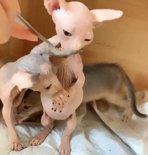 2025年梦见朋友怀了情人的孩子？3大预兆揭示情感财富转折点