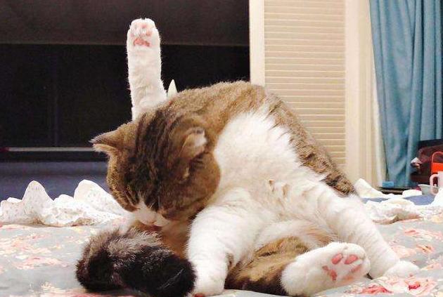 你家猫咪正在被寄生虫啃食吗？