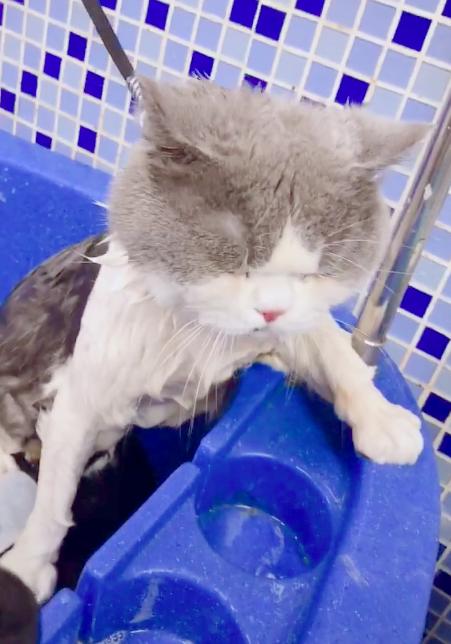 你家猫主子多久没洗澡了? 你家猫主子多久没洗澡了?