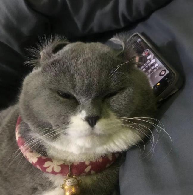 为什么别人家的猫随便抱，你家的猫摸都摸不到？