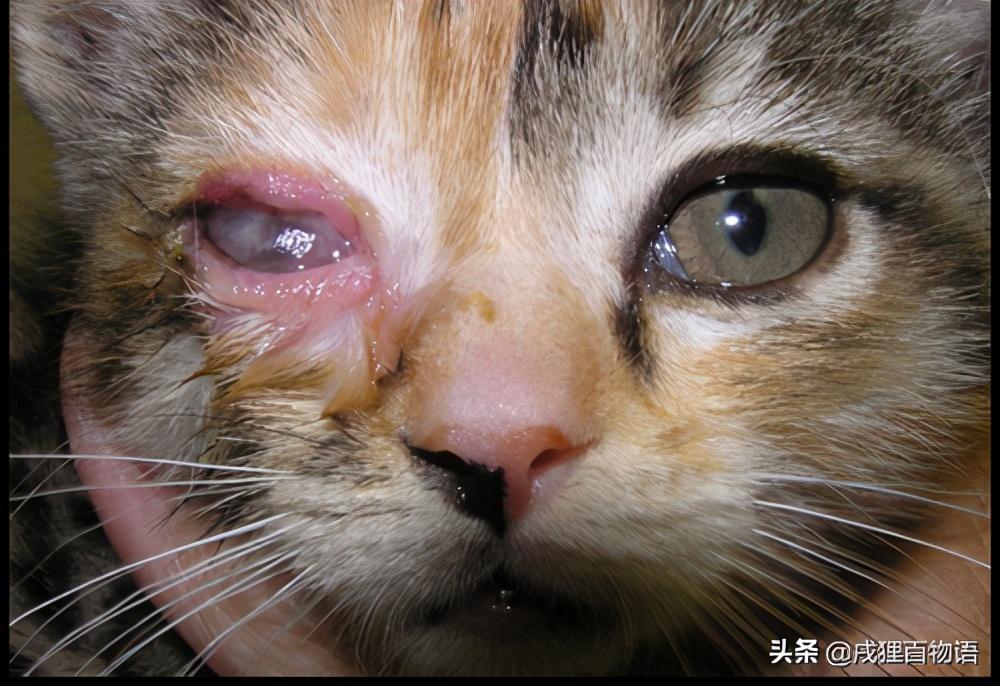 1996年属鼠的女生到底啥时候能结婚？