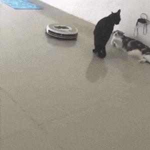 你家猫打呼噜真的只是在撒娇吗？