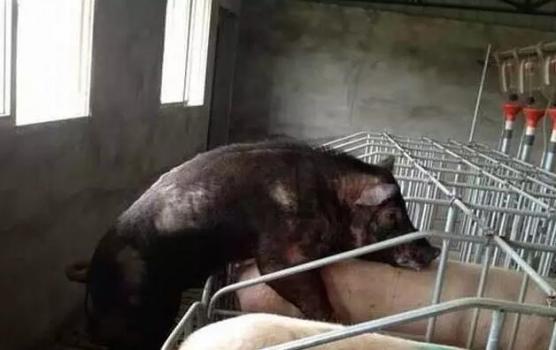 猫咪发情时撅屁股是想交配吗？