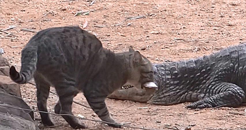 猫咪弓着背走路是生病了吗? 猫咪弓着背走路是生病了吗?