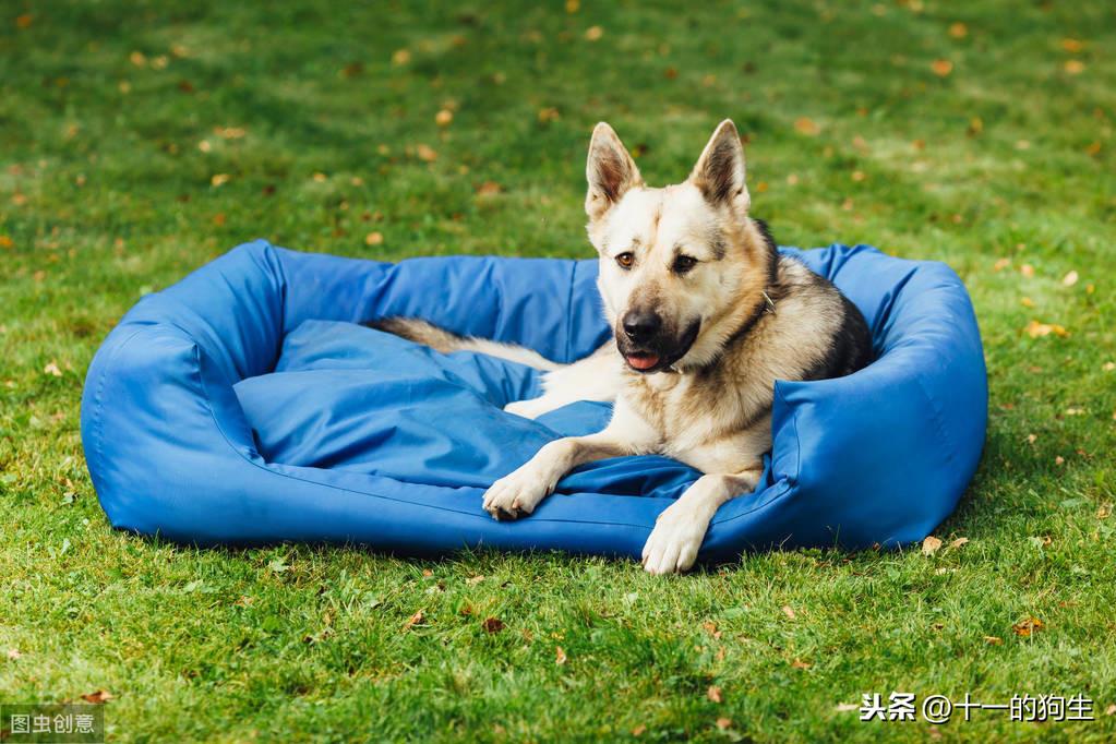 猫咪总挠耳朵是不是该驱虫了？