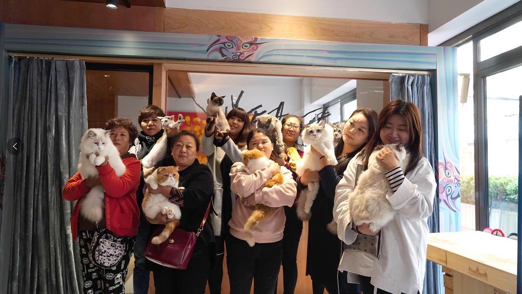 在加拿大养布偶猫，华人论坛到底能帮到你多少？