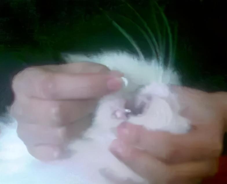 猫咪一吃就吐是生病了吗?新手必看应对指南 猫咪一吃就吐是生病了吗?新手必看应对指南