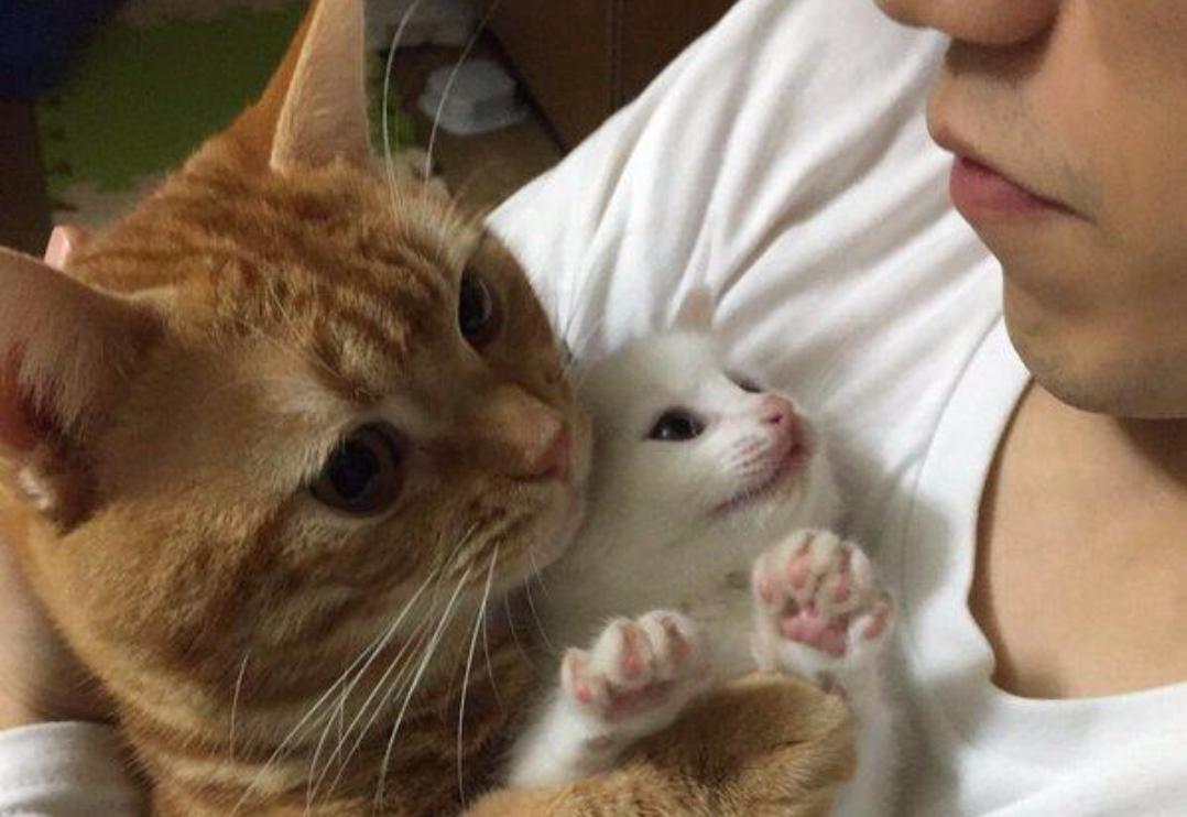 你家猫主子最近突然变粘人？可能是要当妈了！