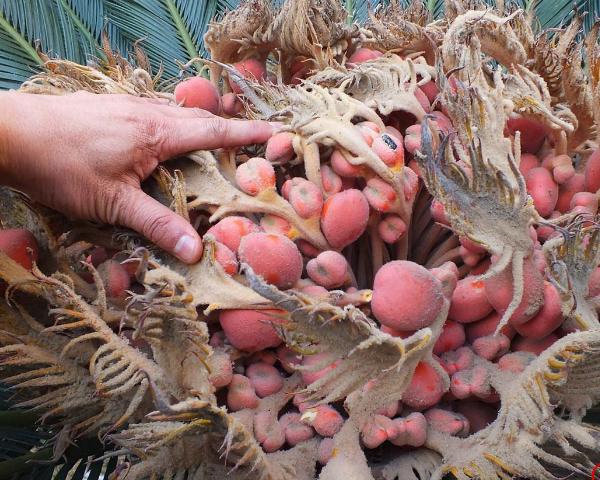 广东2个城市，常年居住大量印度人，网友：印度人真会挑地方