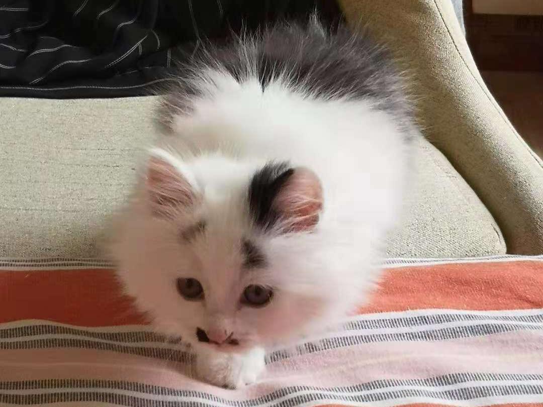 给猫咪起名比给娃取名还难? 给猫咪起名比给娃取名还难?