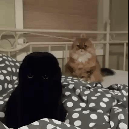 maomiav猫咪是新手养宠必备神器吗？