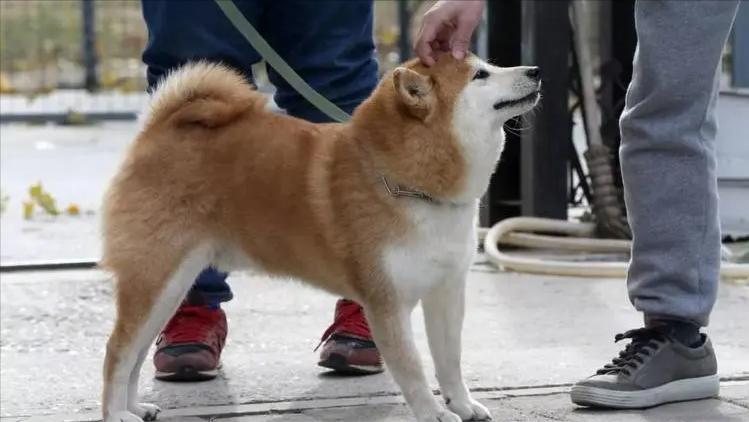 日本人姓氏排名前二百_日本姓氏文化_奇葩日本姓氏