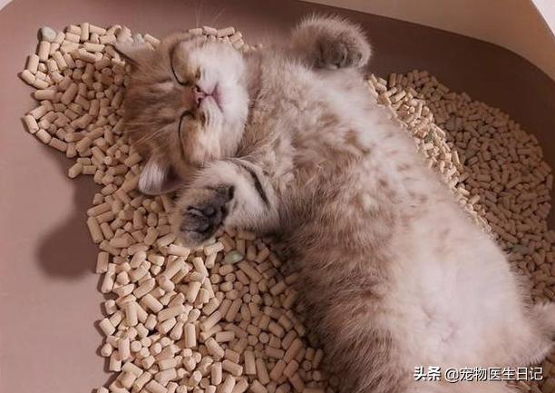 猫咪半夜嚎叫是生病了吗？