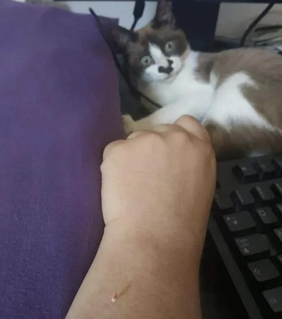 猫咪突然少颗牙？可能是正常换牙还是生病了？