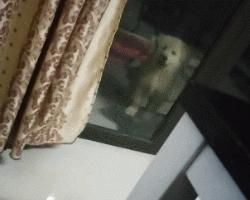 你家猫主子会自己用马桶吗？