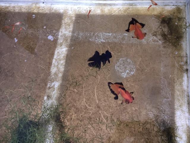 2023年新会计准则下，你的待摊费用处理对了吗？