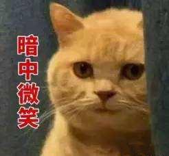 猫咪窜稀三天还不吃饭？这7个救命招必须收藏！