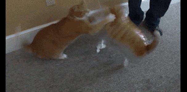 猫咪肚子胀得像气球怎么办？