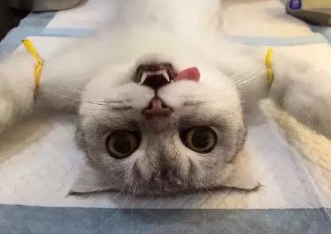 猫咪绝育了还会撅屁股蹭沙发吗？