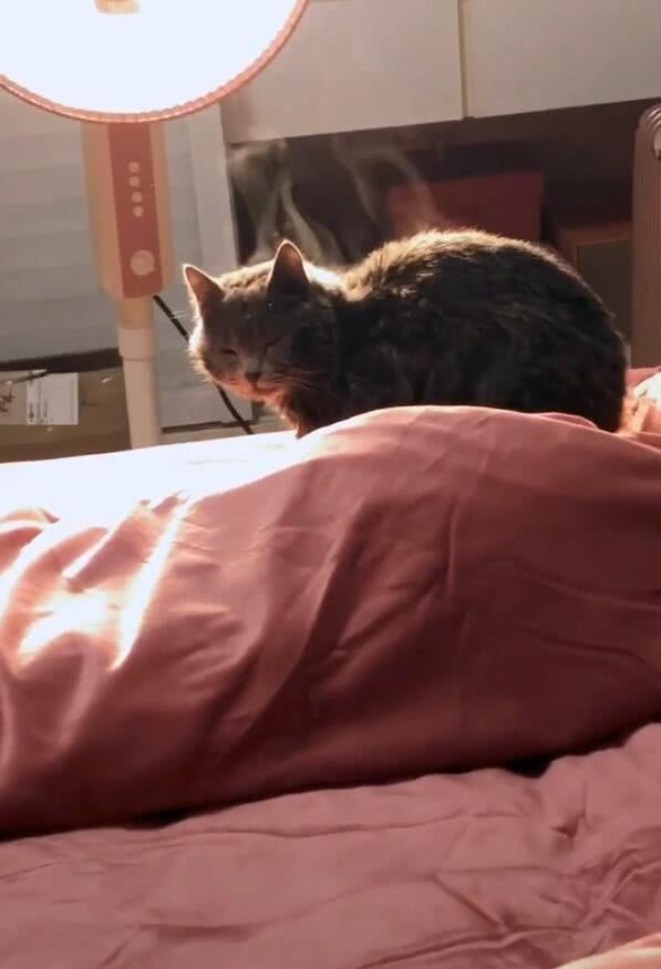 猫咪洗澡水温超过40度会烫伤主子吗? 猫咪洗澡水温超过40度会烫伤主子吗?