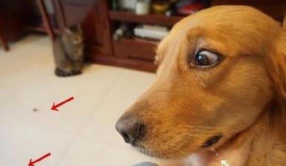 睿翼2.0到底值不值得新手入手？