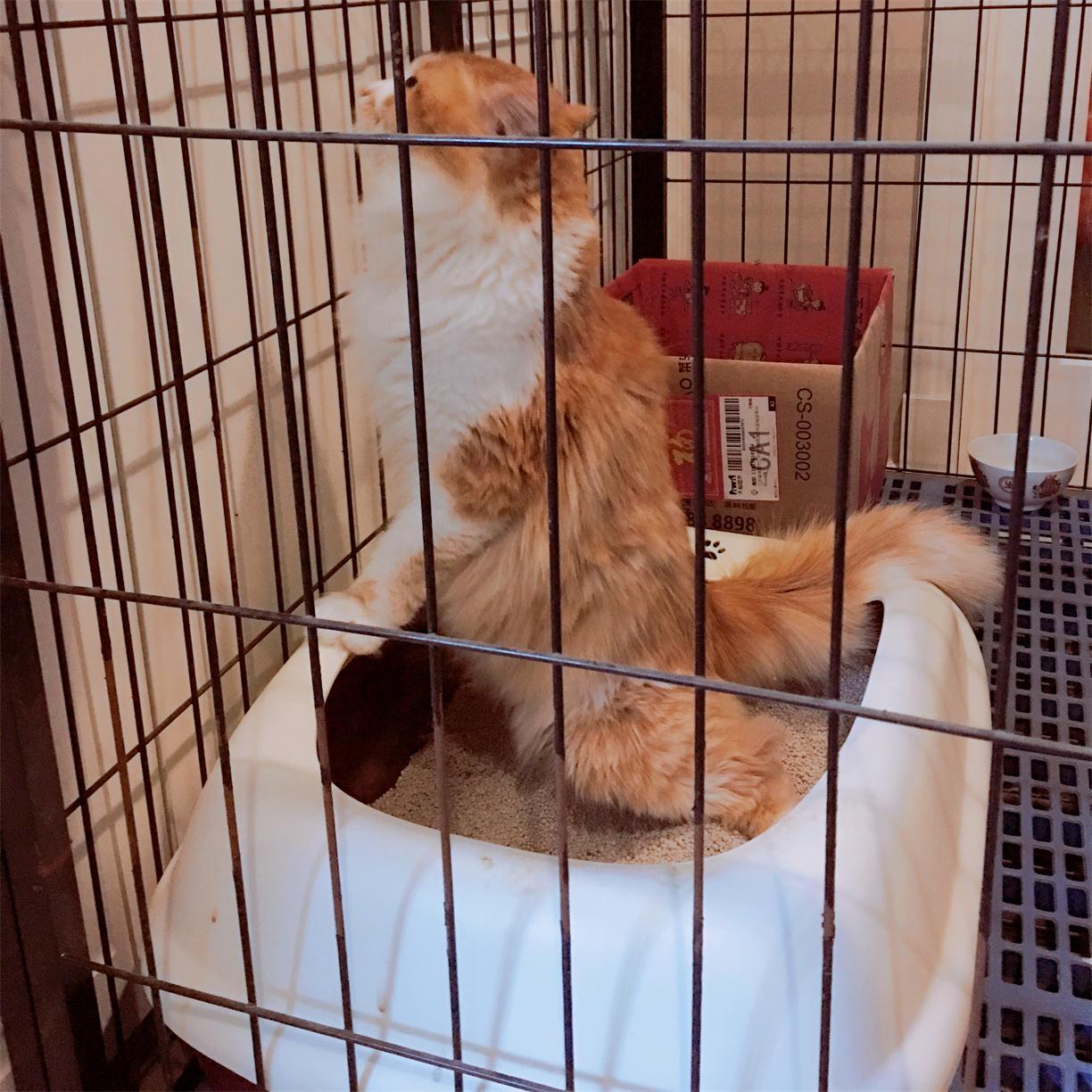 猫咪尿频是不是在发求救信号？