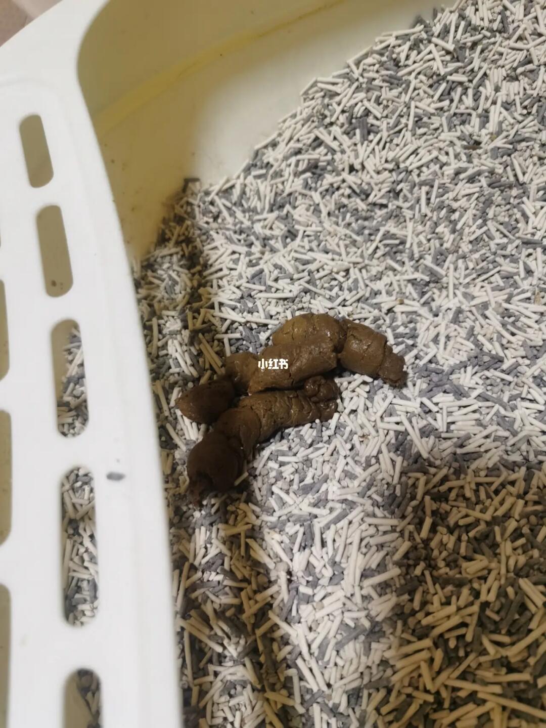 猫咪窜稀三天了还能活吗？