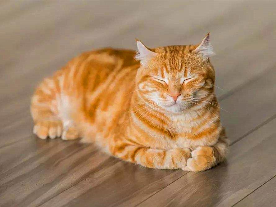 梦见自己唱歌唱不出来的15种预兆解析：心理学与周公解梦深度剖析