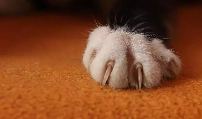 猫咪脚掌长红包是不是趾间炎? 猫咪脚掌长红包是不是趾间炎?