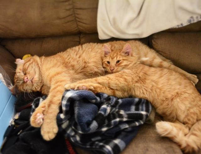 猫咪后腿发抖是生病了吗? 猫咪后腿发抖是生病了吗?