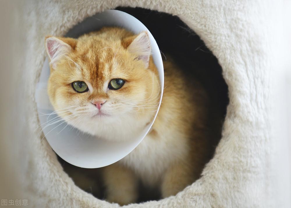 新手铲屎官如何选对猫咪体内驱虫药? 新手铲屎官如何选对猫咪体内驱虫药?