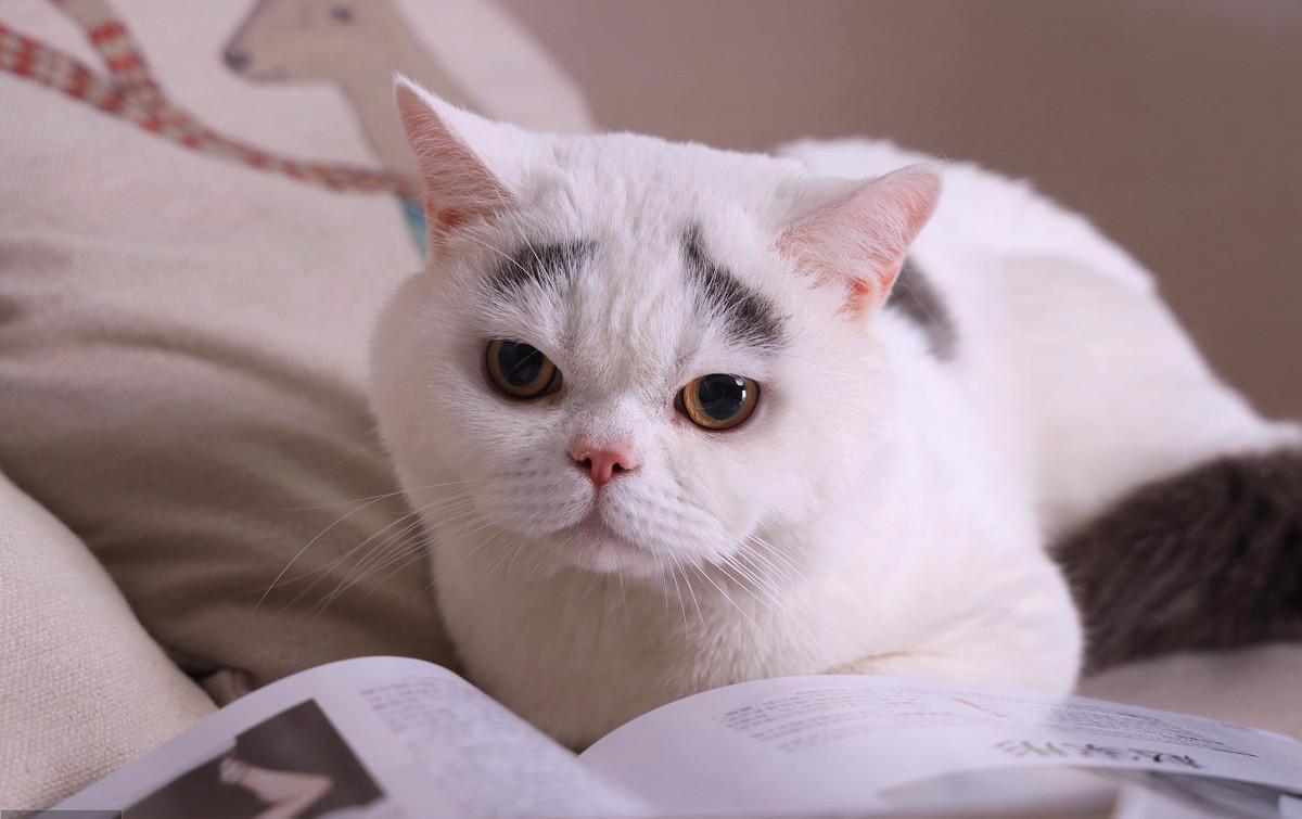 猫咪掉毛满屋飞怎么办？