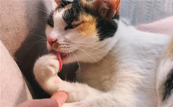 猫咪突然狂挠不停？可能是跳蚤在作怪！