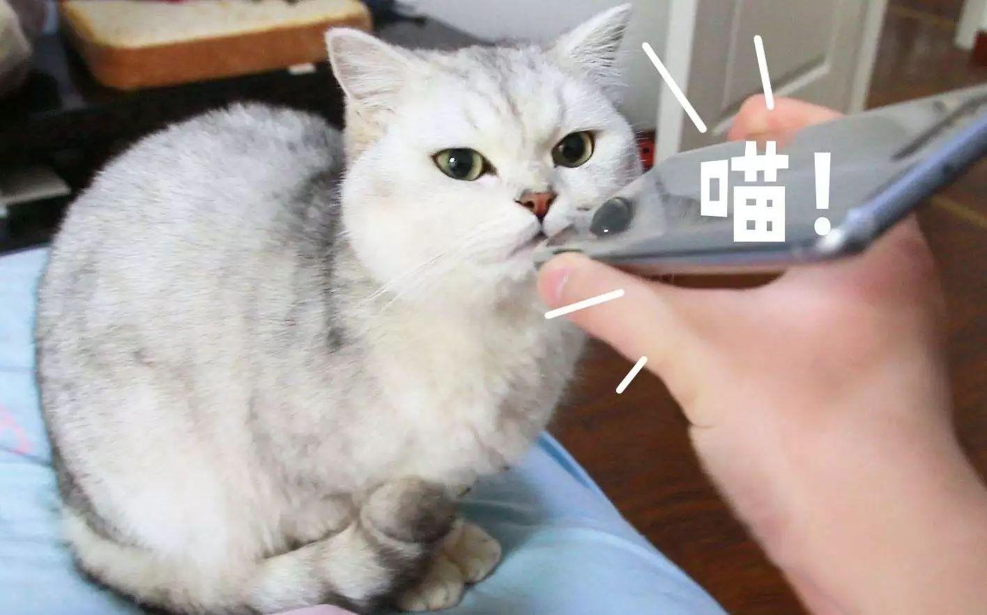 为什么你的手机里必须存着小猫咪的叫声录音？