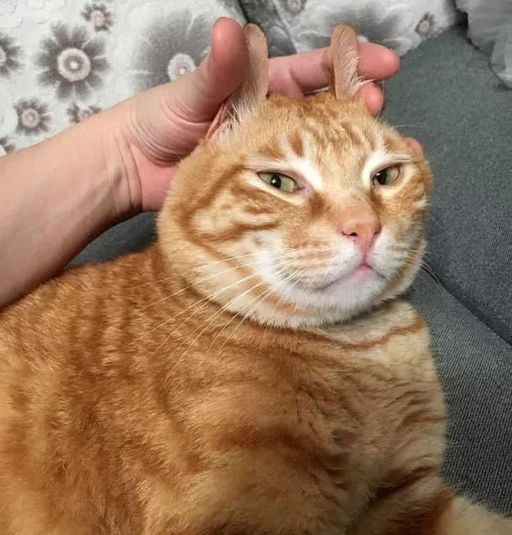 猫咪走丢后黄金72小时该怎么找？