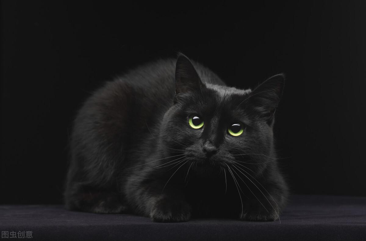 你家猫咪为啥总张着嘴?难道是在偷笑吗? 你家猫咪为啥总张着嘴?难道是在偷笑吗?