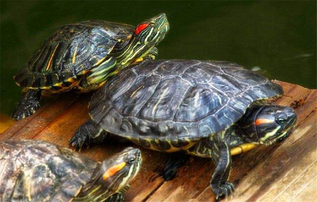 新手小白买二手奔驰C级真的靠谱吗？