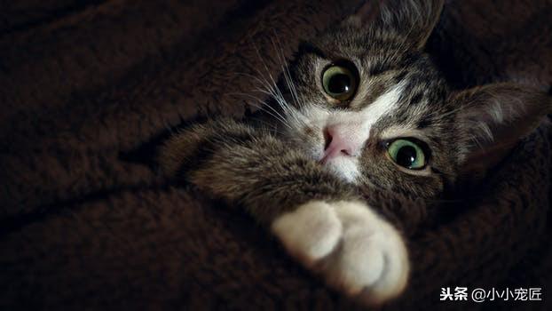 哈飞大霸王真的适合新手小白吗？