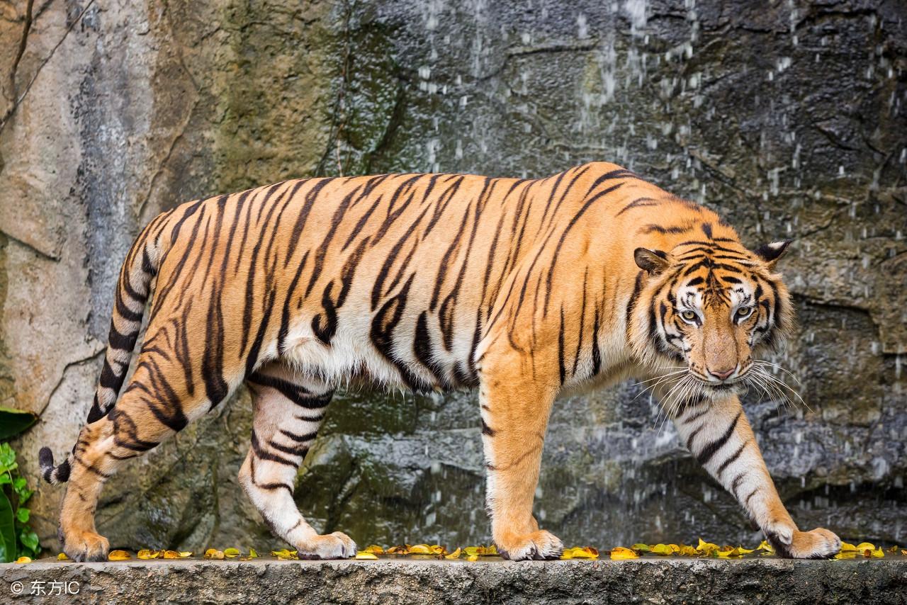 农历算命真的能预测未来吗? 农历算命真的能预测未来吗?