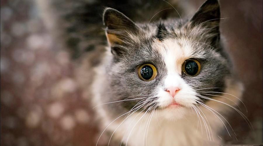 这一年公职律师工作回顾与总结：多方面分析与自我提升