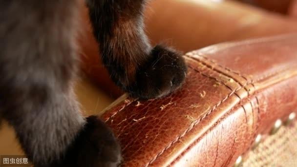 猫咪的爪子不剪会挠坏真皮沙发吗？