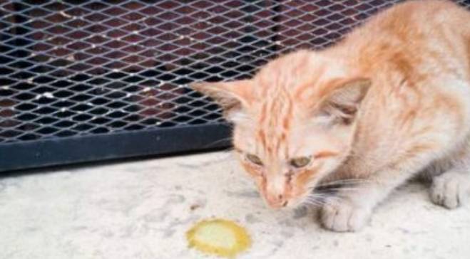 猫咪吐酸水是得绝症了吗？