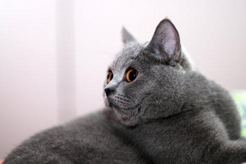 猫咪真的是近视眼吗？