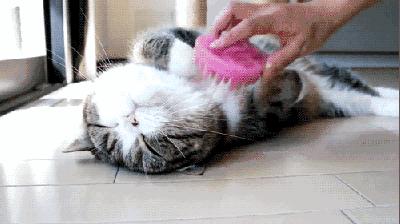 新手养猫必看：选错梳子真的会害了主子吗？