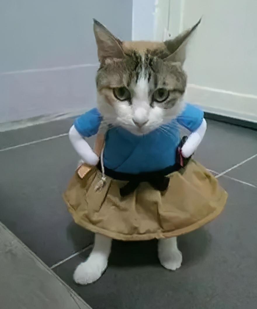 猫咪最受不了的10种味道，你家踩雷了吗？