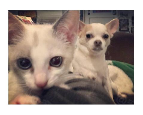 猫咪打架怎么办？新手铲屎官必看化解攻略