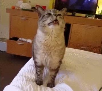 猫咪打喷嚏停不下来是生病了吗? 猫咪打喷嚏停不下来是生病了吗?