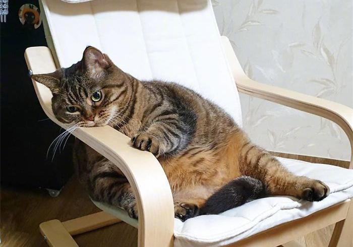 猫咪多大绝育最合适？看完这篇不再纠结！