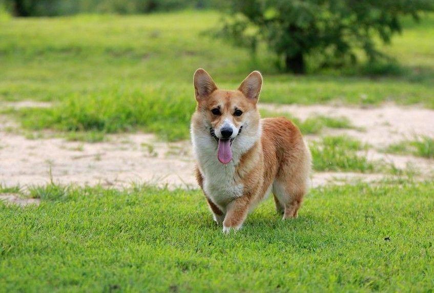 在英国想养宠物却找不到门路?华人论坛认领攻略来了! 在英国想养宠物却找不到门路?华人论坛认领攻略来了!